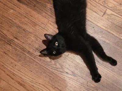 Salem - Domestic - Gallery Photo #1