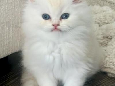 Persiankittens_ - Persian - Gallery Photo #1