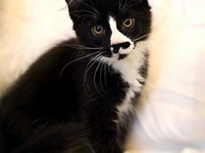 Mustachio - Maine Coon - Gallery Photo #1