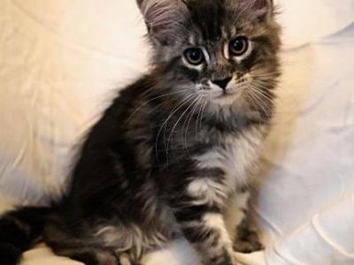 Zelda And Romeo's Litter - Maine Coon - Gallery Photo #1