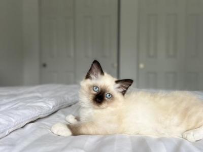 Oliver AVAILABLE - Ragdoll - Gallery Photo #1