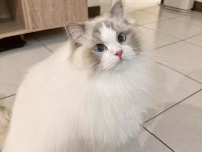 Oliver - Ragdoll - Gallery Photo #1