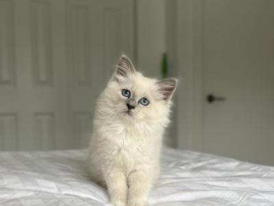 Lily SOLD - Ragdoll - Gallery Photo #1