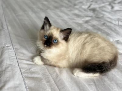 Coco AVAILABLE - Ragdoll - Gallery Photo #1