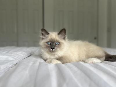 Tom AVAILABLE - Ragdoll - Gallery Photo #1