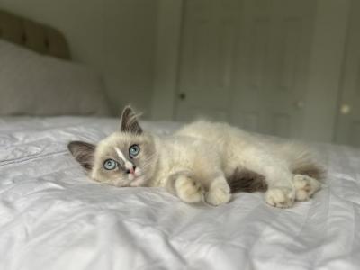 Primrose AVAILABLE - Ragdoll - Gallery Photo #1