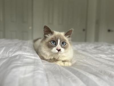 Princess Charlotte AVAILABLE - Ragdoll - Gallery Photo #1