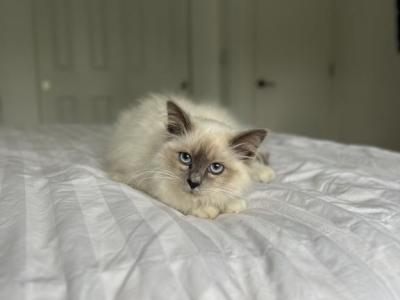 Blair AVAILABLE - Ragdoll - Gallery Photo #1