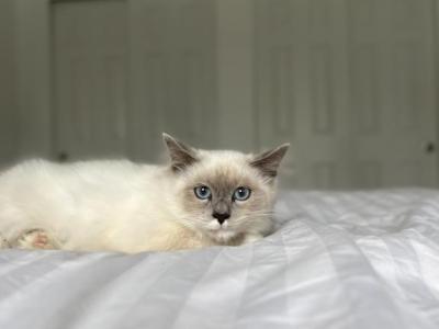 Kai AVAILABLE - Ragdoll - Gallery Photo #1