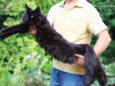 Cute Male - Maine Coon - Gallery Photo #1