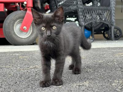 Black Sister Cuties - American Shorthair - Gallery Photo #1