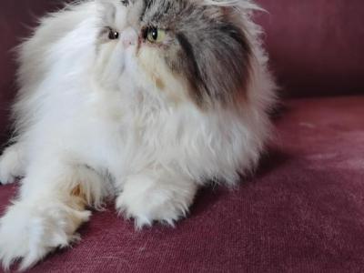 Dexter - Persian - Gallery Photo #1