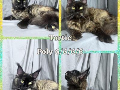 Tortie Poly On All 4 - Maine Coon - Gallery Photo #1