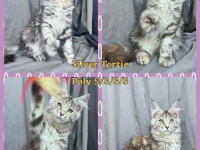 Silver Tortie - Maine Coon - Gallery Photo #1