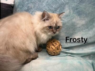 Frosty - Persian - Gallery Photo #1