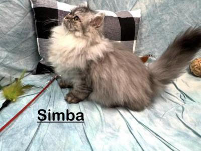 Simba - Persian - Gallery Photo #1