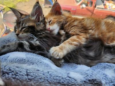 Rock N Roll Litter - Maine Coon - Gallery Photo #1