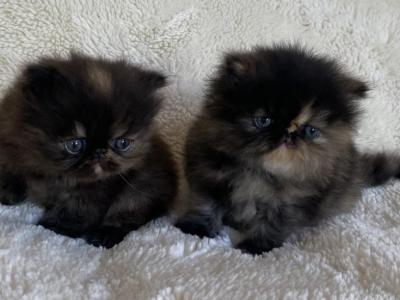 CFA Registered Persian Kittens - Persian - Gallery Photo #1