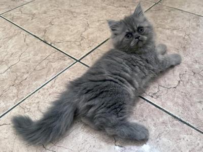 Dory A Rare Blue Persian Female - Persian - Gallery Photo #1