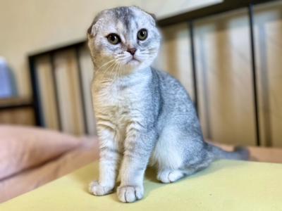 Betsie - Scottish Fold - Gallery Photo #1