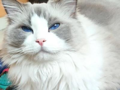 Snow White - Ragdoll - Gallery Photo #1