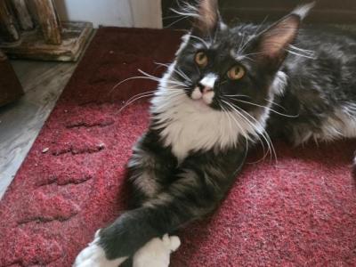 Alpha - Maine Coon - Gallery Photo #1