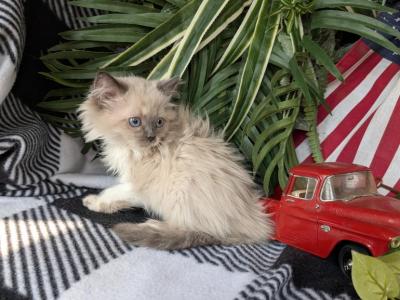 Munchkin Kitties - Munchkin - Gallery Photo #1