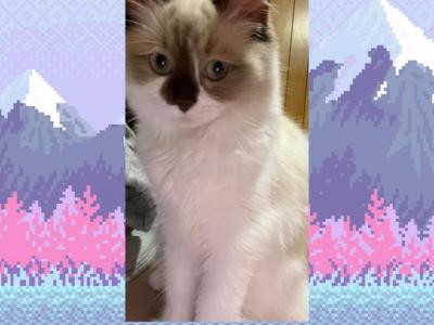 Snowy - Ragdoll - Gallery Photo #1