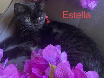 Estella - British Shorthair - Gallery Photo #1