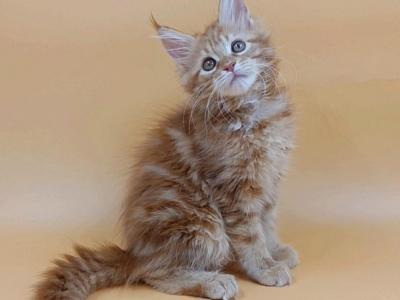 Viola Maine Coon Female Red Tabby - Maine Coon - Gallery Photo #1