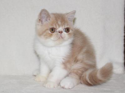 Aloiz Exotic Male Cream Tabby Bicolour - Exotic - Gallery Photo #1