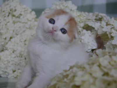 Gyles Scottish Fold Female Red Tabby Van - Scottish Fold - Gallery Photo #1