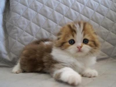 Stephanie Scottish Fold Female Chocolate Tabby Bi - Scottish Fold - Gallery Photo #1