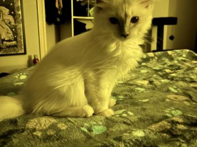 Henry Mittens - Ragdoll - Gallery Photo #1