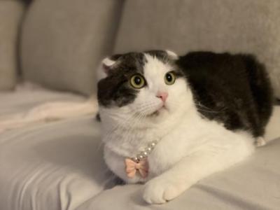 Princess - Scottish Fold - Gallery Photo #1