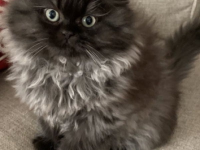 Oreo - Persian - Gallery Photo #1