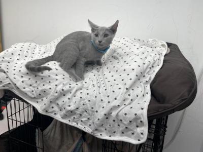 Chase - Russian Blue - Gallery Photo #1