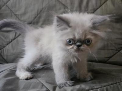 May Kittens - Persian - Gallery Photo #1