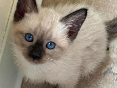 Stunning Seal Point Cuties - Siamese - Gallery Photo #1