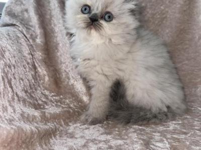 Alisa - Scottish Fold - Gallery Photo #1