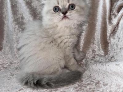 Ava - Scottish Fold - Gallery Photo #1