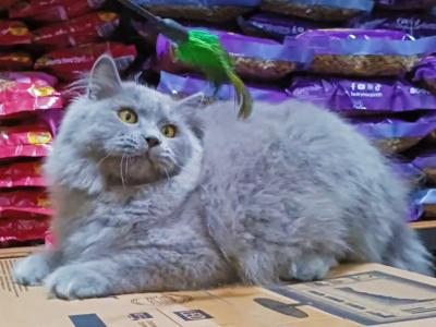 Short Hair - British Shorthair - Gallery Photo #1