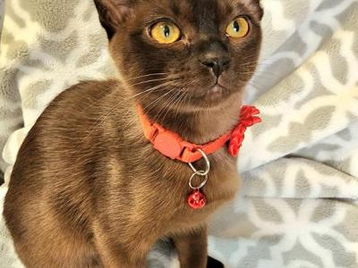 Santorini Camellia - European Burmese - Gallery Photo #1