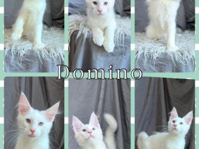 Domino - Maine Coon - Gallery Photo #1