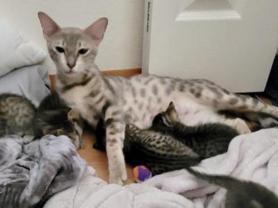 Sqiggy - Bengal - Gallery Photo #1