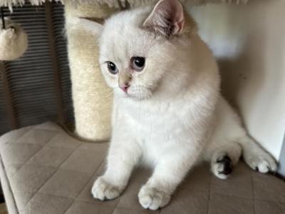 Sneganna - British Shorthair - Gallery Photo #1