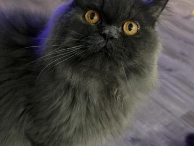 Smokey - Persian - Gallery Photo #1