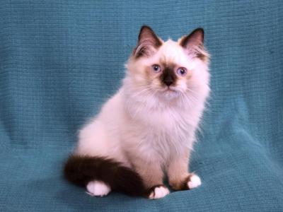 Adorably Affectionate Kittens - Ragdoll - Gallery Photo #1