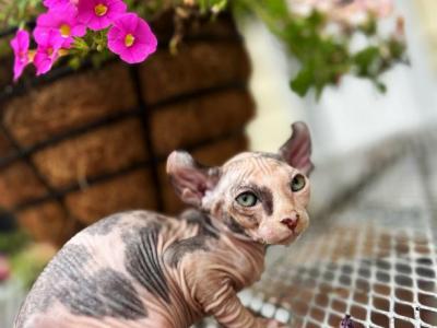 Sphynx Seal Point - Sphynx - Gallery Photo #1