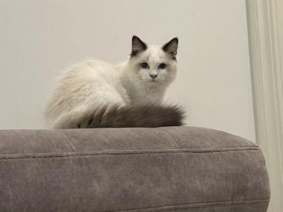 MARLEY - Ragdoll - Gallery Photo #1